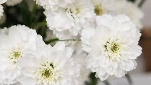 Attēlu rezultāti vaicājumam “Achillea ptarmica flower”