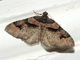 Attēlu rezultāti vaicājumam “Catarhoe rubidata”