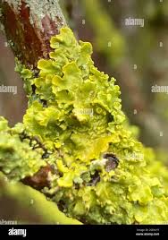 Attēlu rezultāti vaicājumam “Xanthoriicola physciae”