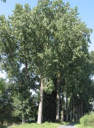 Attēlu rezultāti vaicājumam “Populus x canadensis fruit”