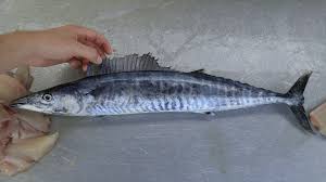 Image result for Acanthocybium solandri