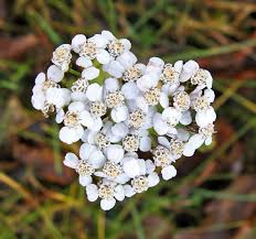 Attēlu rezultāti vaicājumam “Oenothera rubricauli flower”