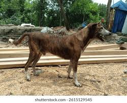 Attēlu rezultāti vaicājumam “Canis lupus familiaris”