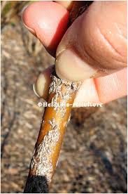 Attēlu rezultāti vaicājumam “Lepidosaphes ulmi”