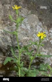 Attēlu rezultāti vaicājumam “Senecio viscosus flower”