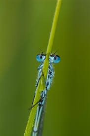 Attēlu rezultāti vaicājumam “Coenagrion pulchellum”