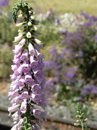 Attēlu rezultāti vaicājumam “Digitalis purpurea”