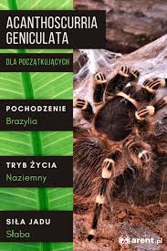 Znalezione obrazy dla zapytania geniculata
