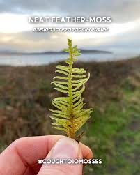 Attēlu rezultāti vaicājumam “Pseudoscleropodium purum”