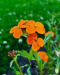 Image result for Cheiranthus cheiri