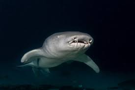 Image result for Nebrius ferrugineus