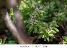 Attēlu rezultāti vaicājumam “Sedum hispanicum leaf”