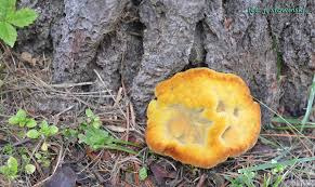 Attēlu rezultāti vaicājumam “Arrhenia spatulata”