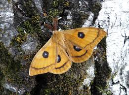 Attēlu rezultāti vaicājumam “Aglia tau”