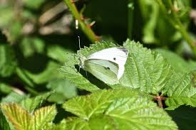 Attēlu rezultāti vaicājumam “Pieris rapae male”