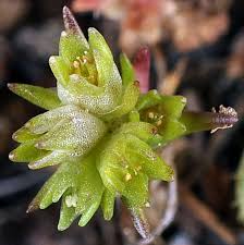 Attēlu rezultāti vaicājumam “Scleranthus annuus flower”