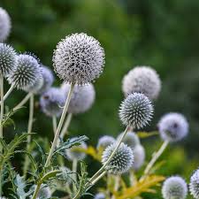Image result for Echinops spaerocephalus