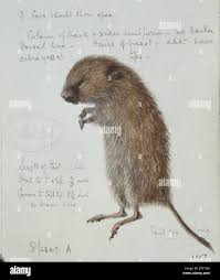 Attēlu rezultāti vaicājumam “Microtus agrestis”