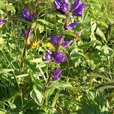 Attēlu rezultāti vaicājumam “Campanula cervicaria bud”