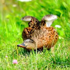 Attēlu rezultāti vaicājumam “Anas platyrhynchos juvenile”