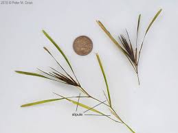 Attēlu rezultāti vaicājumam “Potamogeton compressus leaf”