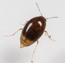 Attēlu rezultāti vaicājumam “Scaphisoma sp.”