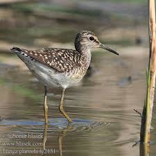 Attēlu rezultāti vaicājumam “Tringa glareola”