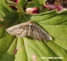 Attēlu rezultāti vaicājumam “Horisme vitalbata”