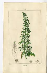Image result for Chenopodium botrys