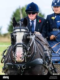 Image result for Hellingly Badminton Club