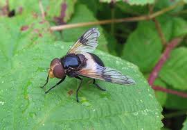 Attēlu rezultāti vaicājumam “Volucella pellucens”