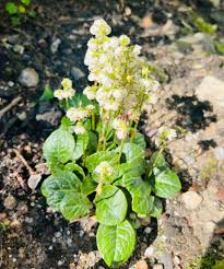 Attēlu rezultāti vaicājumam “Pyrola rotundifolia”
