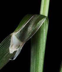 Attēlu rezultāti vaicājumam “Alopecurus aequalis leaf”