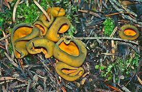 Attēlu rezultāti vaicājumam “Caloscypha fulgens”