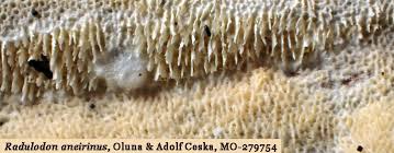 Attēlu rezultāti vaicājumam “Ceriporiopsis resinascens”