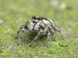 Attēlu rezultāti vaicājumam “Salticus scenicus”