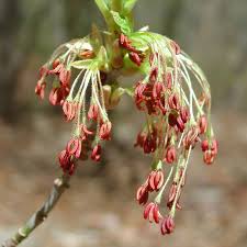 Attēlu rezultāti vaicājumam “Acer negundo male flower”