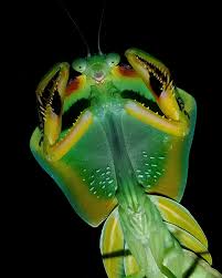 Attēlu rezultāti vaicājumam “Ophiotheca chrysosperma macro”