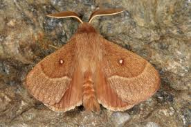 Attēlu rezultāti vaicājumam “Lasiocampa trifolii male”