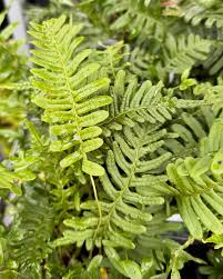 Attēlu rezultāti vaicājumam “Polypodium vulgare”