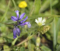Attēlu rezultāti vaicājumam “Polygala vulgaris leaf”