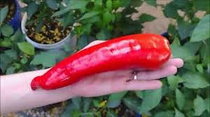 Afbeeldingsresultaat voor aconcagua sweet pepper