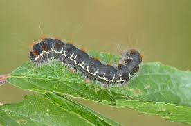 Attēlu rezultāti vaicājumam “Eriogaster lanestris”