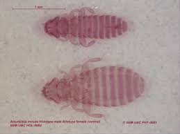 Attēlu rezultāti vaicājumam “Phthiraptera”