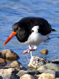 Attēlu rezultāti vaicājumam “Haematopus ostralegus adult”