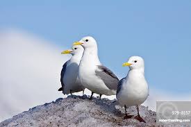 Image result for Rissa tridactyla