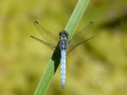 Attēlu rezultāti vaicājumam “Orthetrum brunneum”