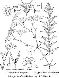 Attēlu rezultāti vaicājumam “Gypsophila paniculata leaf”