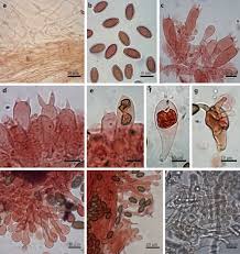 Attēlu rezultāti vaicājumam “Protostropharia alcis”