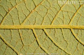 Attēlu rezultāti vaicājumam “Salix cinerea leaf”